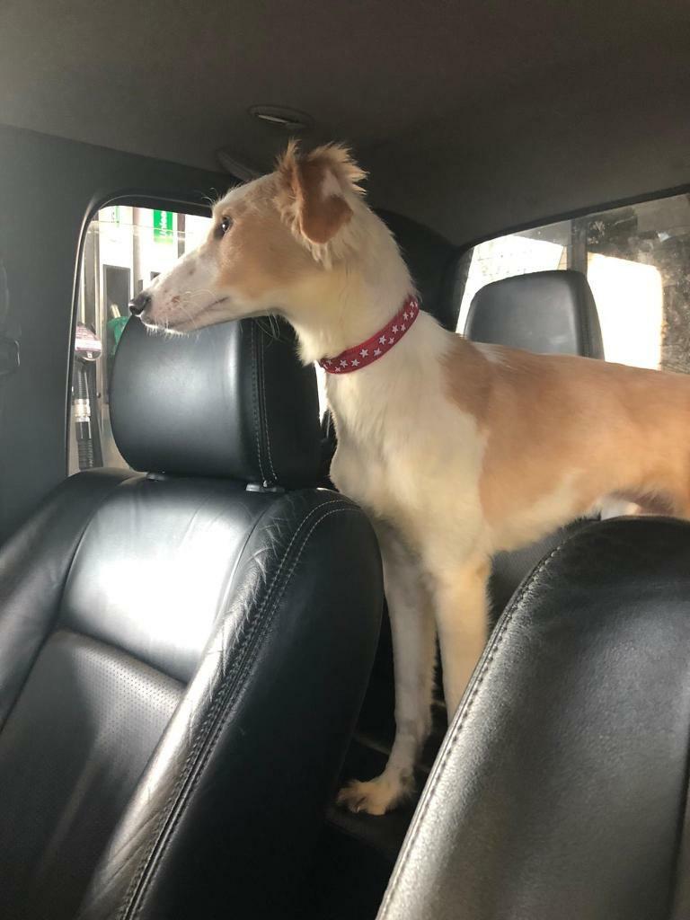 saluki for sale gumtree